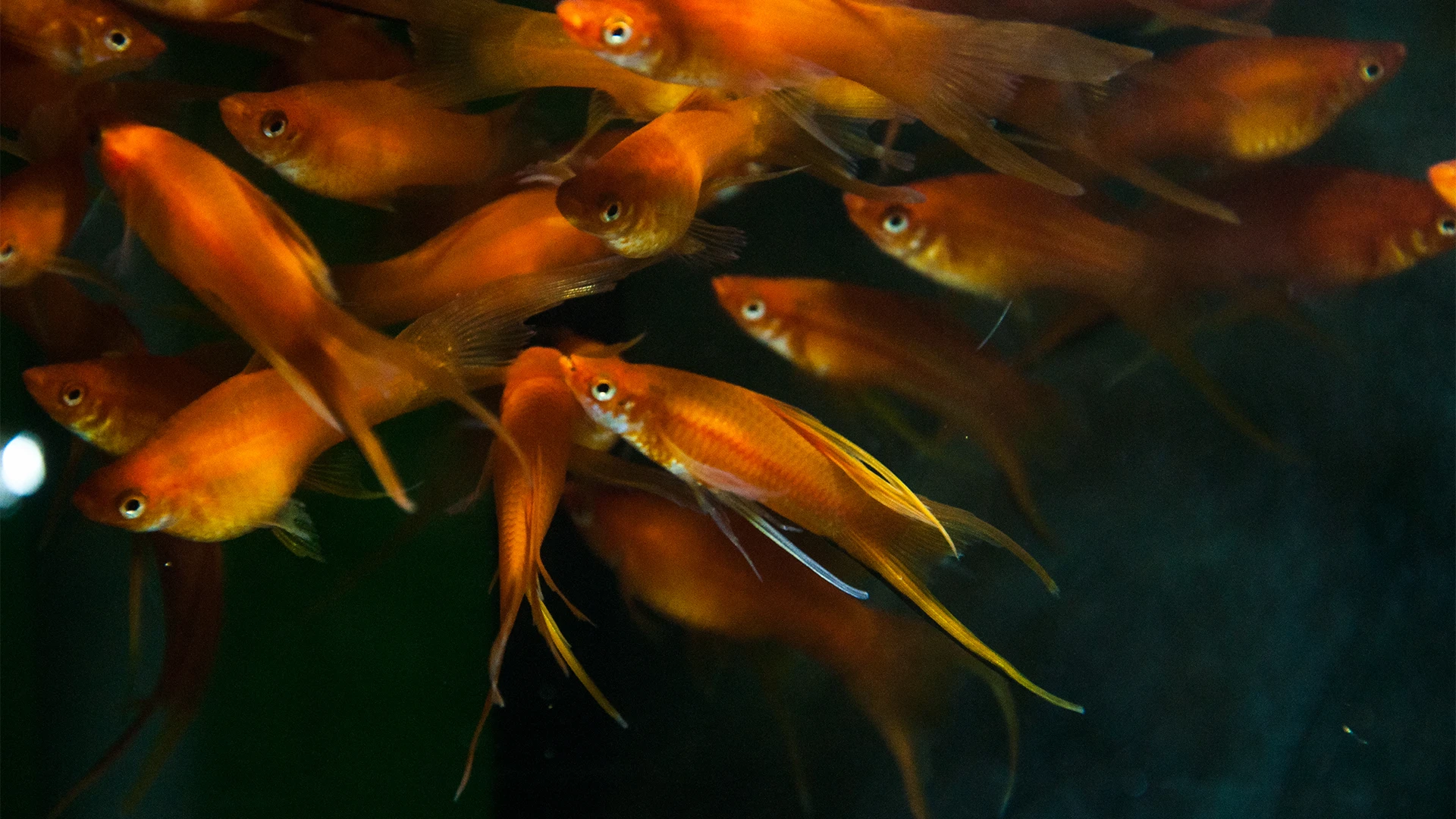 משריצים חיים - קבוצת דגי סייפן כתומים (Swordtail fish) עם סנפירים ארוכים ושחייה תוססת באקווריום. הדגים מאירים בצבעיהם הכתומים הבולטים על רקע כהה, שיוצר ניגודיות חזקה המדגישה את התנועה שלהם במים.