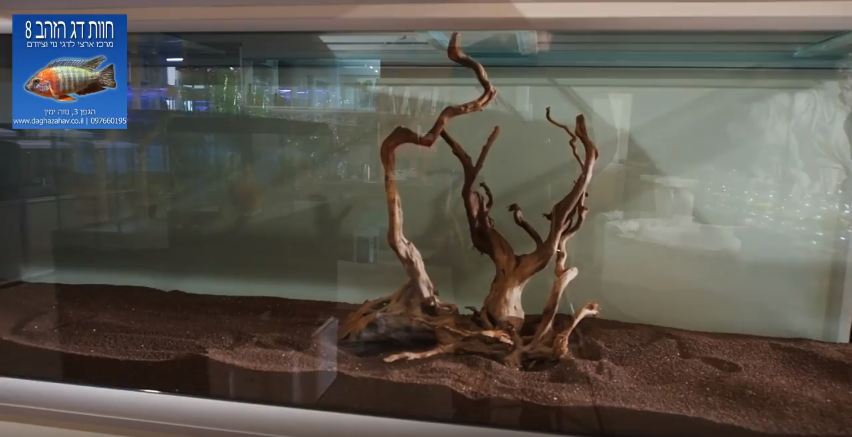 צילום מתוך הסרטון - אקווריום צמחייה למכירה