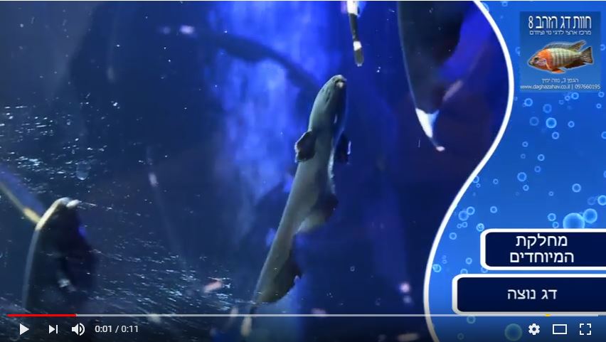 דג נוצה - צילום מתוך הסרטון