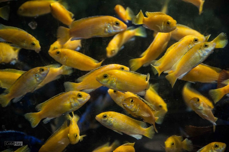 ציקליד קורלאוס - תמונה מאקווריום תצוגה בחוות דג הזהב