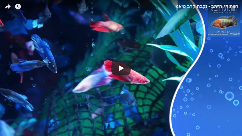 נקבת דג קרב סיאמי - סרטון