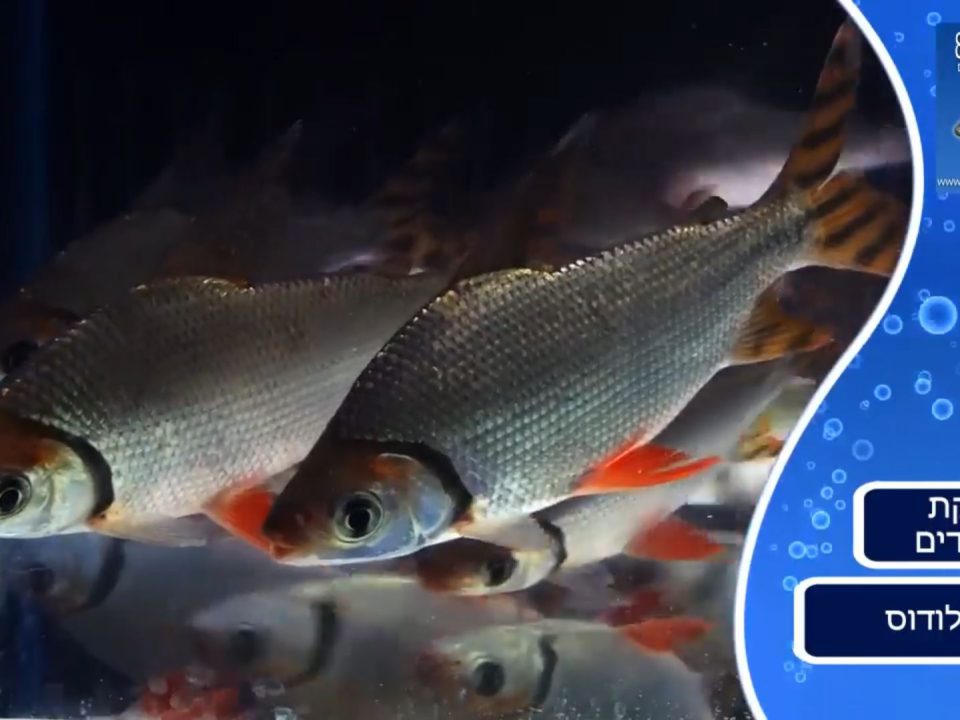 דגי פרוכילודוס - צילום מתוך הסרטון