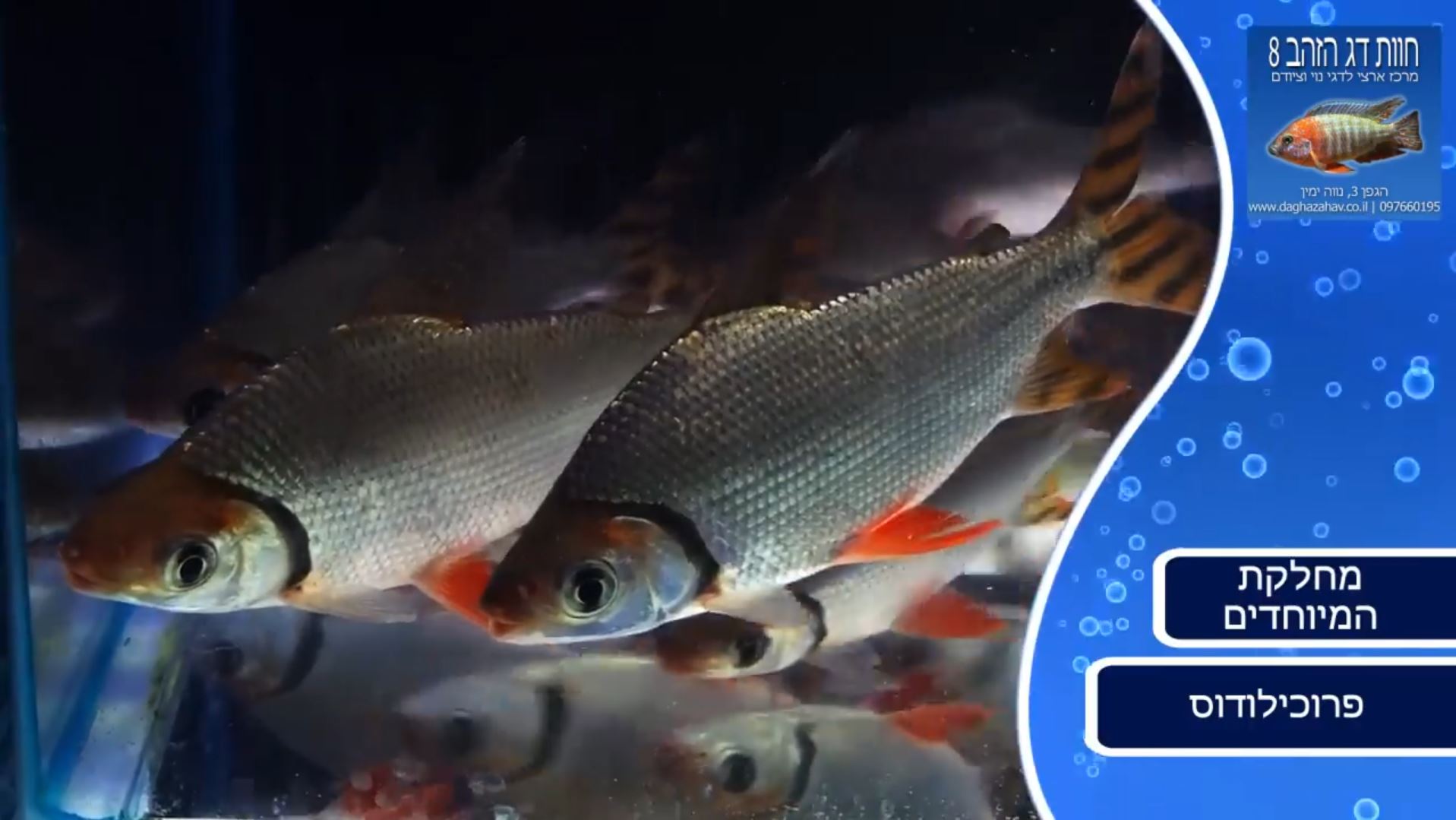 דגי פרוכילודוס - צילום מתוך הסרטון
