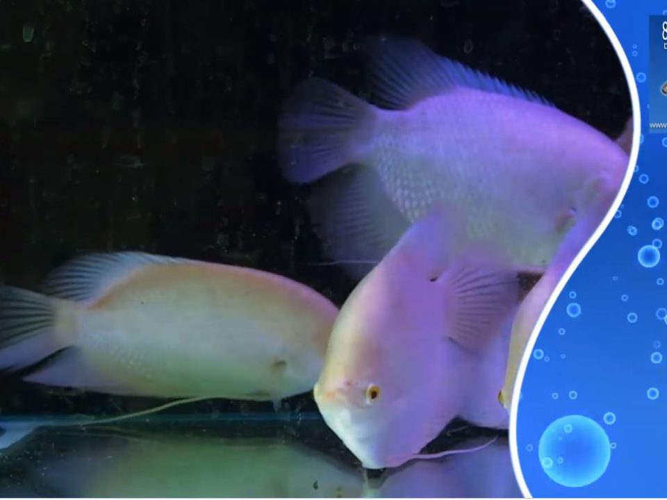 מספר גורמים ענקיים באקווריום בחוות דג הזהב