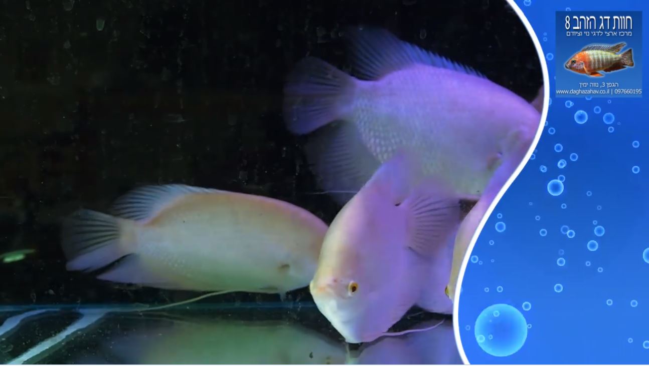 מספר גורמים ענקיים באקווריום בחוות דג הזהב