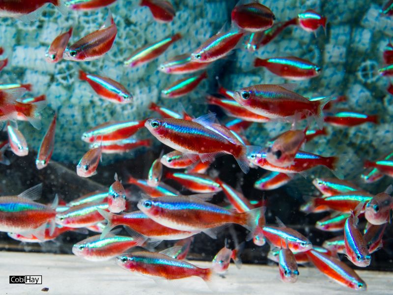 להקה של דגי טטרה ניאון, צילום מתוך אקווריום בחווה