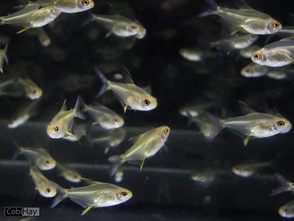 טטרה לימון - להקת דגים מתצוגה באקווריום
