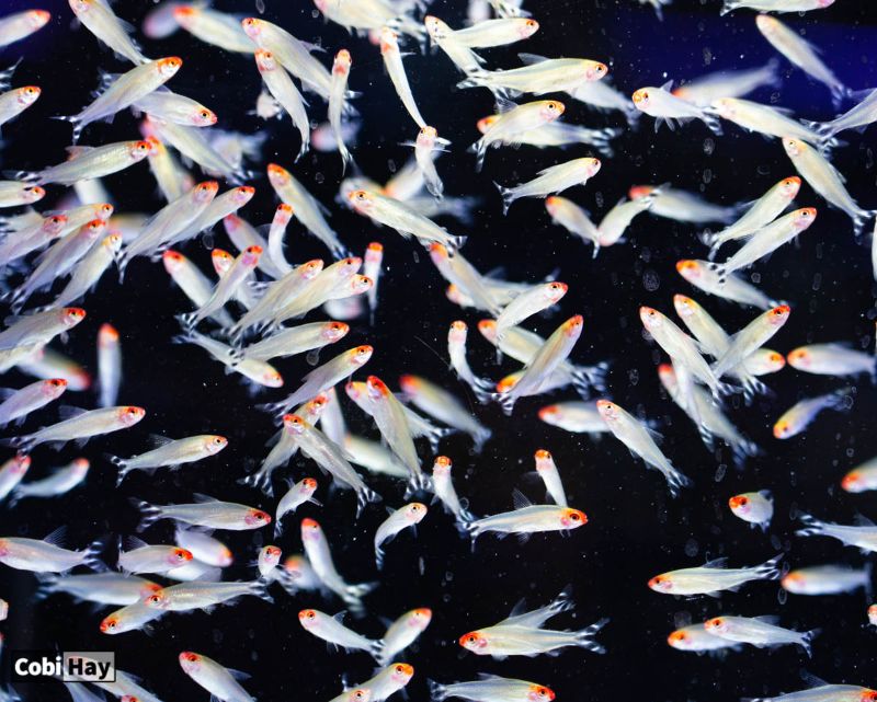 טטרה אף אדום - תמונה של להקת דגים