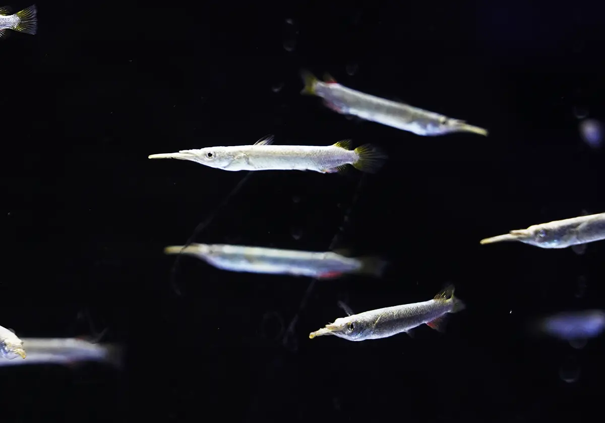 מקורן - צילום של קבוצת דגים קטנה מאקווריום בחווה