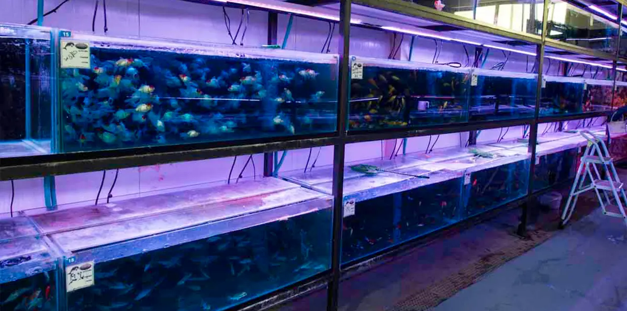 בית האריזה - צילום של שורת אקווריומים עם דגים שונים