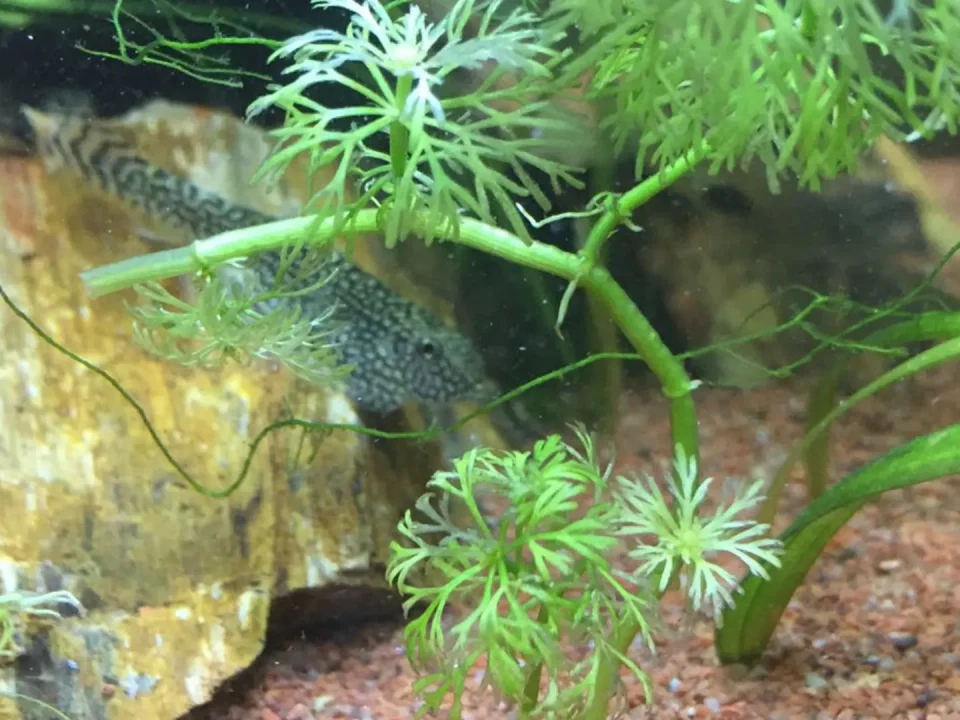 תמונה מתוך האקווריום - דג מנקה על קרקעית האקווריום עם צמחים מסביב