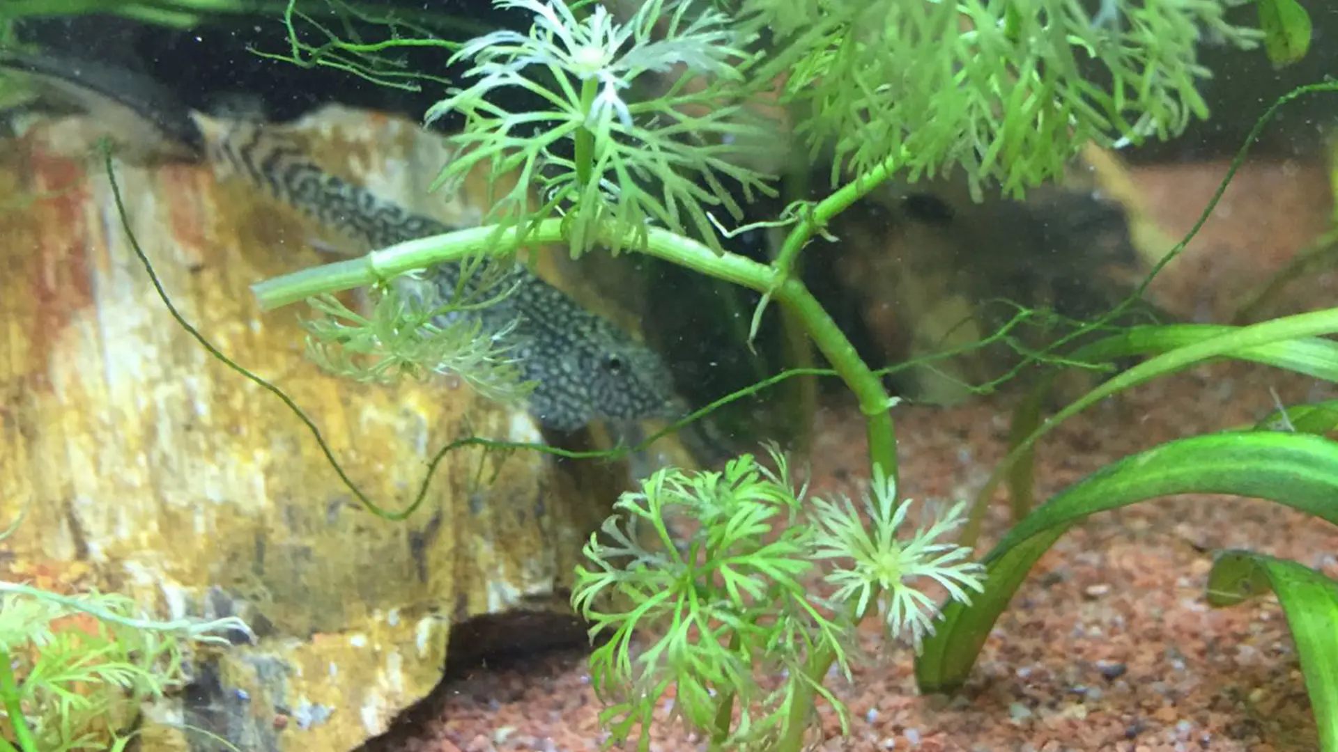 תמונה מתוך האקווריום - דג מנקה על קרקעית האקווריום עם צמחים מסביב
