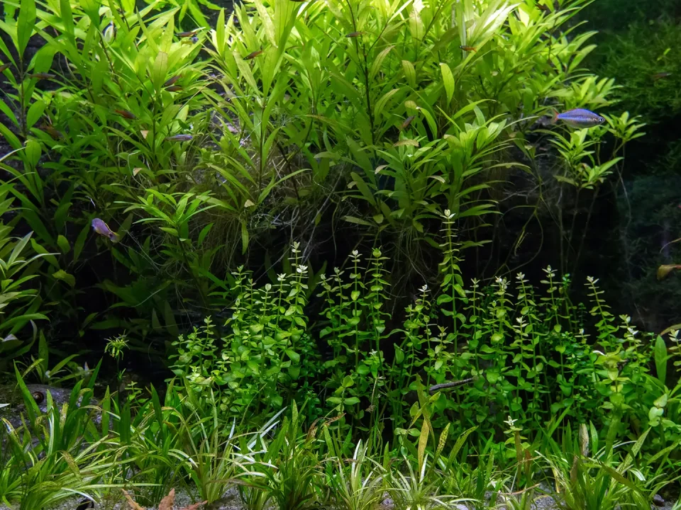 אקווריום צמחיה היי טק - צמחים מתוך האקווריום, דגים וחצץ