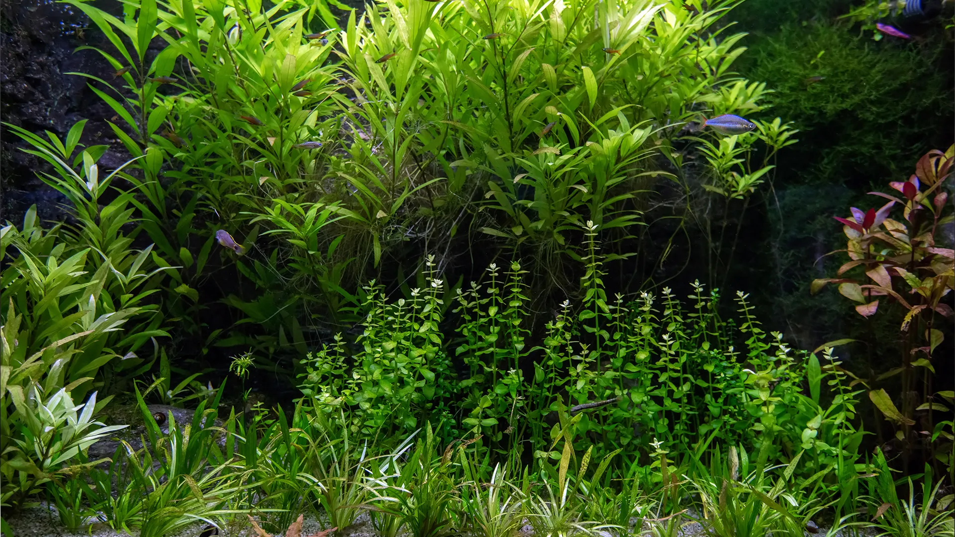 אקווריום צמחיה היי טק - צמחים מתוך האקווריום, דגים וחצץ