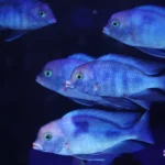 להקת מורי דולפין כחולים בוהקים שוחים באקווריום בחווה