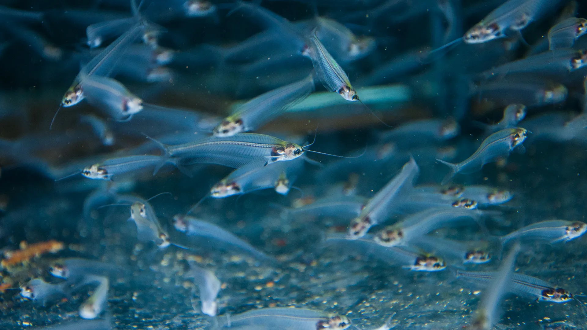 שפמנוני פנטום - קבוצת דגים בצילום מתוך אקווריום בחווה