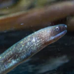 מורנה תאילנדית (Gymnothorax tile) באקווריום – גוף מוארך, עור מנומר בצבע חום עם כתמים בהירים, פה פתוח ועיניים בולטות. למידע נגיש נוסף ניתן לפנות אלינו דרך דף יצירת הקשר של חוות דג הזהב או בטלפון 09-7660195.