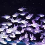 רוזי-טטרה-Rosy-tetra-Megalamphodus-rosaceus