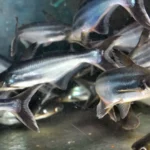 דג דולפין שוחה בלהקה באקווריום מים מתוקים, עם גוף כסוף מבריק ותנועה מהירה המשקפת את האופי הפעיל של הדג.