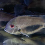 ציקליד אוארו בוגר עם עיניים אדומות וכתם שחור אופייני - דג נוי דרום אמריקאי