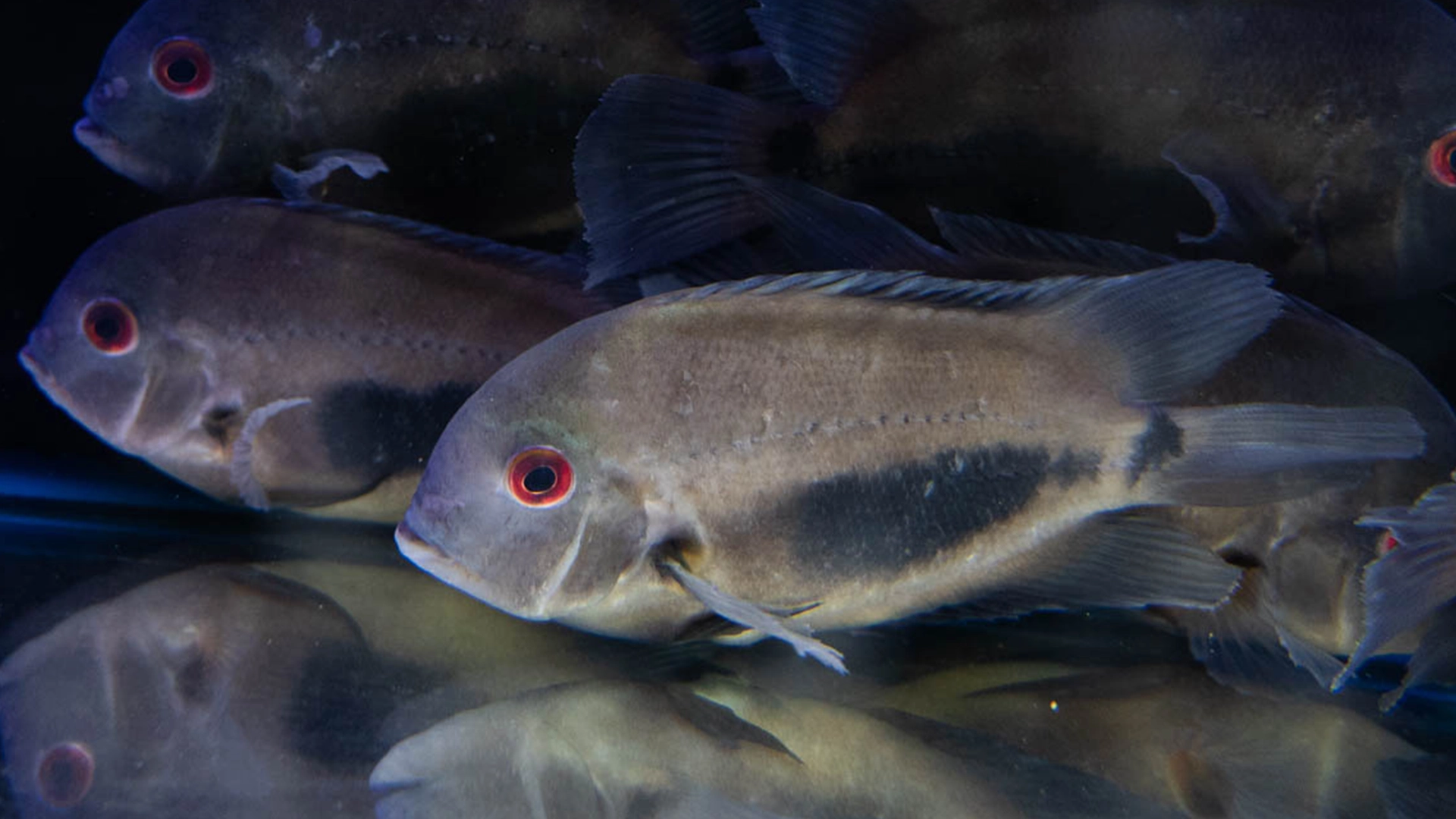 ציקליד אוארו בוגר עם עיניים אדומות וכתם שחור אופייני - דג נוי דרום אמריקאי