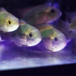 להקת דגי טמפורליס צעירים (Hypselecara temporalis) באקווריום - מכונים גם ציקליד שוקולד