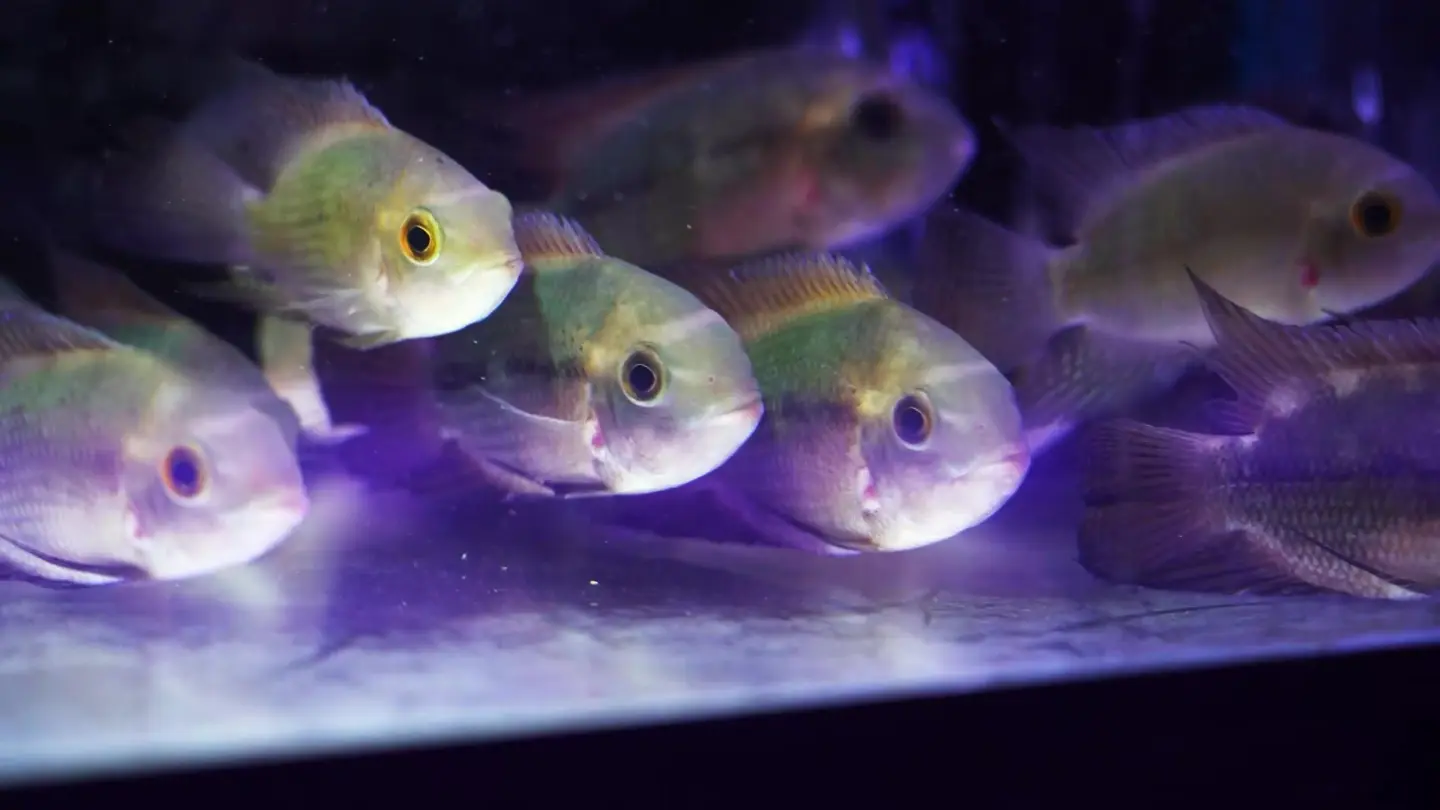 להקת דגי טמפורליס צעירים (Hypselecara temporalis) באקווריום - מכונים גם ציקליד שוקולד