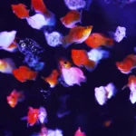 מגוון צבעי דג מולי בלון בחוות דג הזהב 8 - דגי נוי למכירה