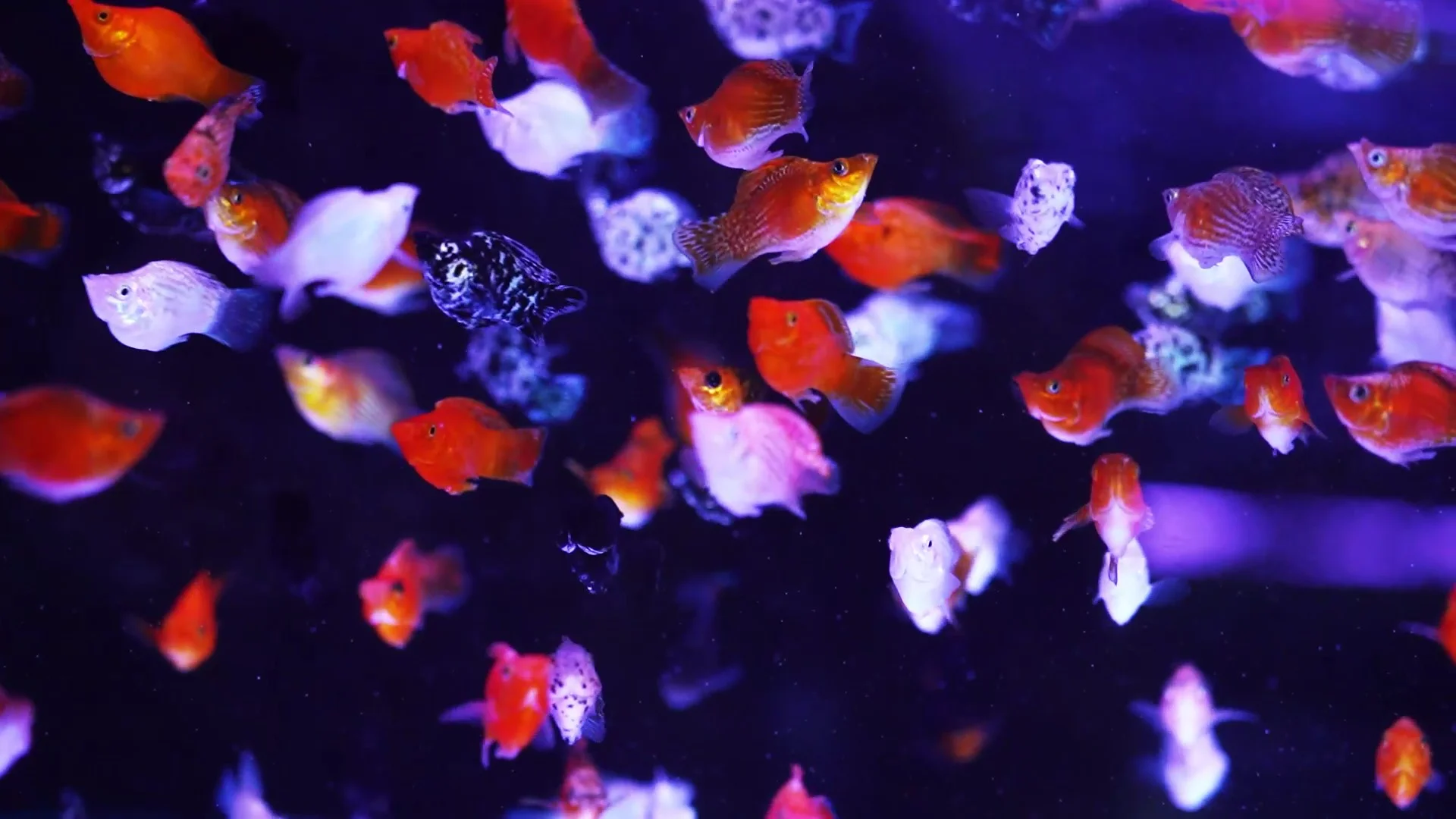 מגוון צבעי דג מולי בלון בחוות דג הזהב 8 - דגי נוי למכירה