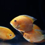 צילום תקריב של דג סווריום גולד (Heros severus) באקווריום חשוך. הדג העגול בעל צבע זהב עז עם דוגמת פסים ונקודות כתומות על גופו. סנפיריו בגוון צהוב-כתום. ברקע מטושטש ניתן לראות שני דגי סווריום נוספים מאותו זן. התמונה מדגישה את צבעוניותו המרהיבה של ציקליד זה.