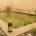 ניקוי אצות מהבריכה - בריכת נוי מכוסה באצות בסופת אבק