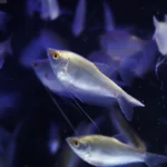 גורמי אור ירח - תמונה של הדג מתוך אקווריום בחווה