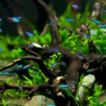 להקת דגי ניאון טטרה באקווריום צמחייה