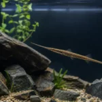 פרלוואלה Farlowella acus באקווריום צמחייה עם זרימה עדינה