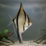 מונו סיבאה Monodactylus sebae באקווריום מים מליחים
