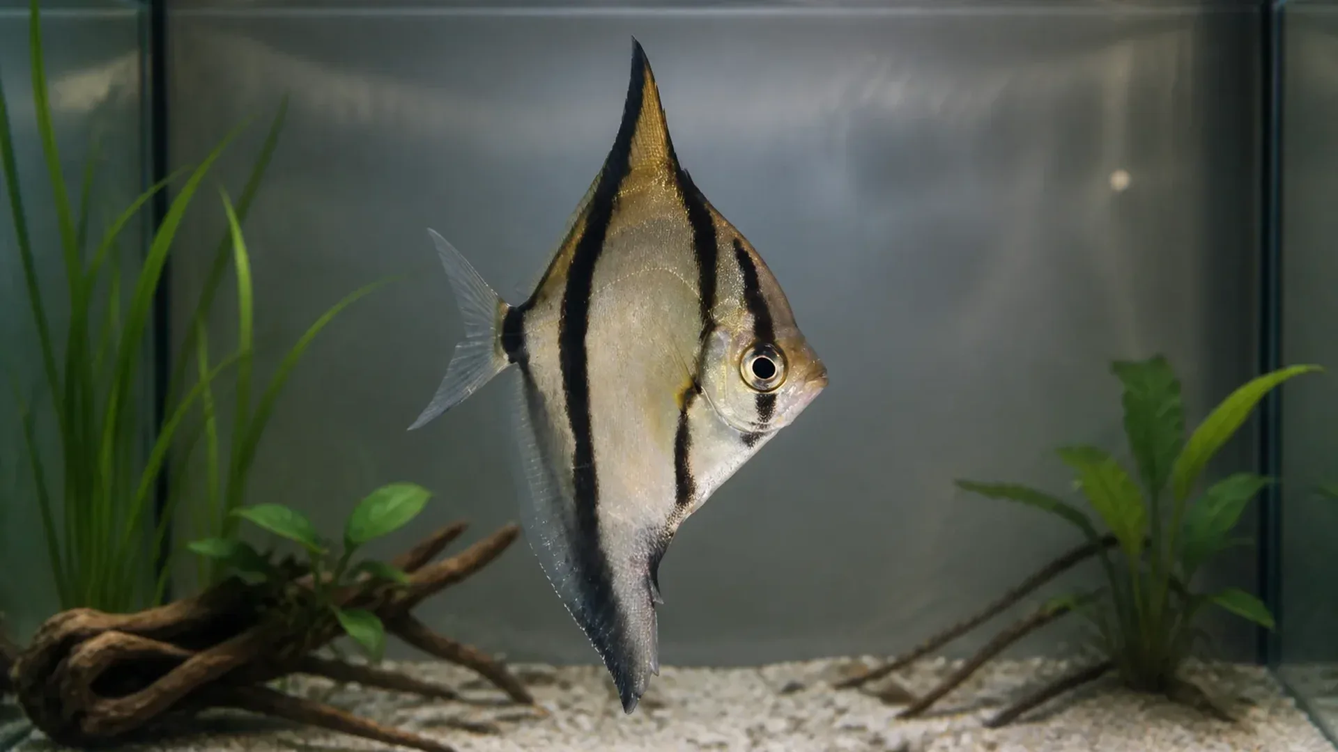 מונו סיבאה Monodactylus sebae באקווריום מים מליחים