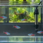 מדריך הסגר לדגים חדשים באקווריום: מניעת מחלות והכנה נכונה